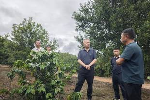 市政协副主席张发云率调研组开展咖啡产业发展情况调研