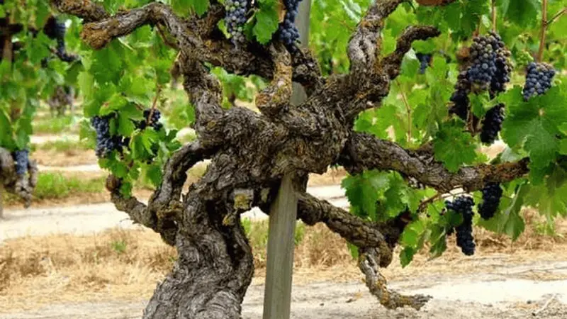 老藤，究竟多老的葡萄藤才能被称为“Old Vine”？