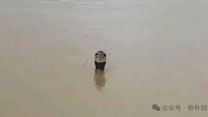 洪水冲垮养殖场,900条蛇出逃,背后是几十亿产业