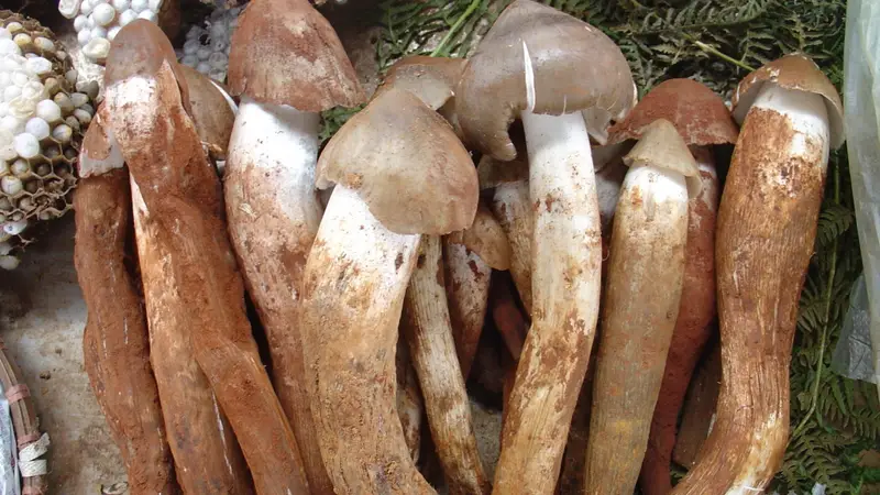 鲜香鸡枞菌山野孕育的菌中珍品