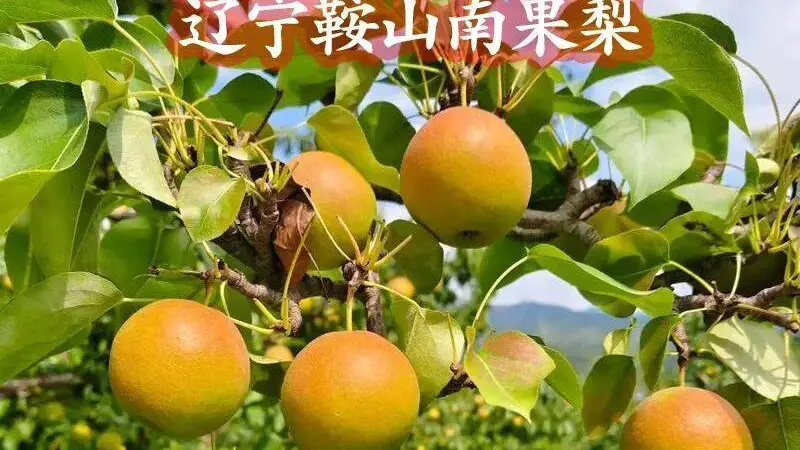全国哪里的梨最好吃？这 10 种口碑名梨，不知道有没有你家乡的？