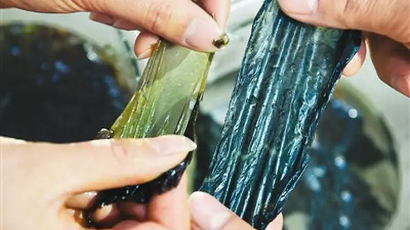 紫菜是用塑料做的，不能吃了？