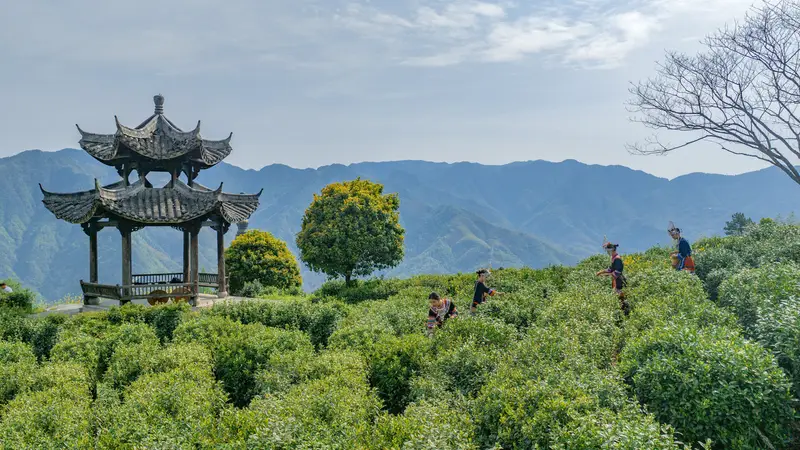 盒马联手阿里巴巴乡村特派员 助力浙南深山好茶走向全国