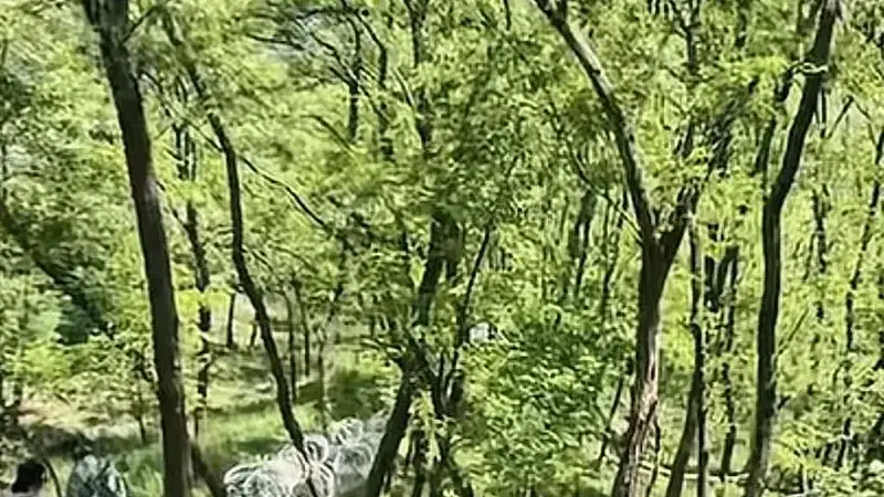 泰山景区致歉：刀片隔离铁丝网与正常的游览路线不交叉、不重叠