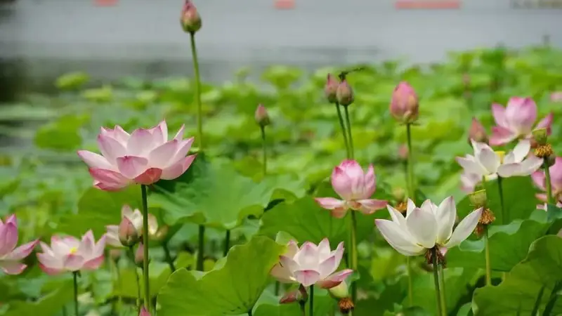 家门口就有绝佳赏景地，合肥七月花讯出炉！| 皖美夏日