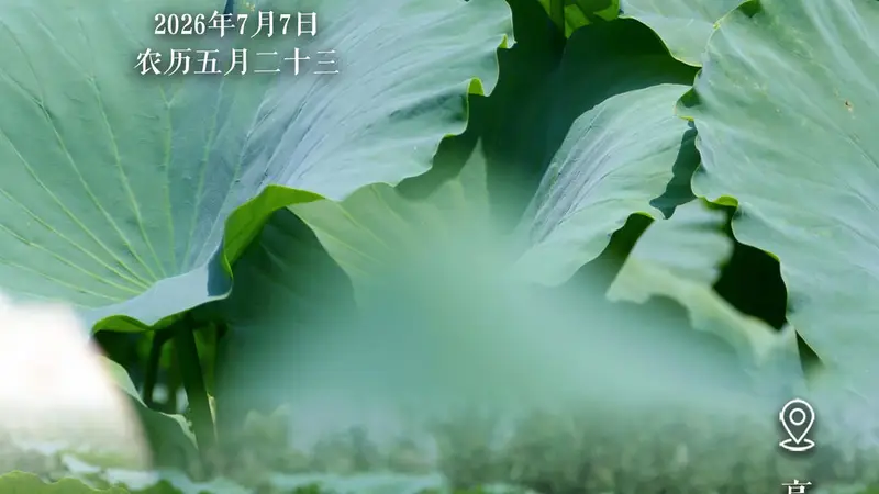 文旅节气海报|小暑至,荷风起,天鹅湖万亩荷塘藏清凉
