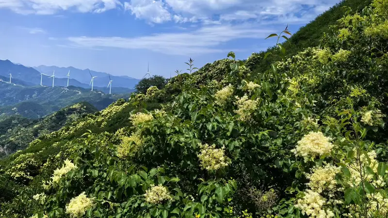 北京首次推出夏花户外徒步线路