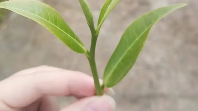 伏日消暑,细啜峨眉竹叶青