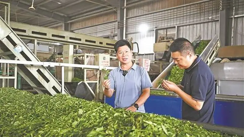 曾经“不值钱”的夏秋茶, 如今成了大湾区“香饽饽”