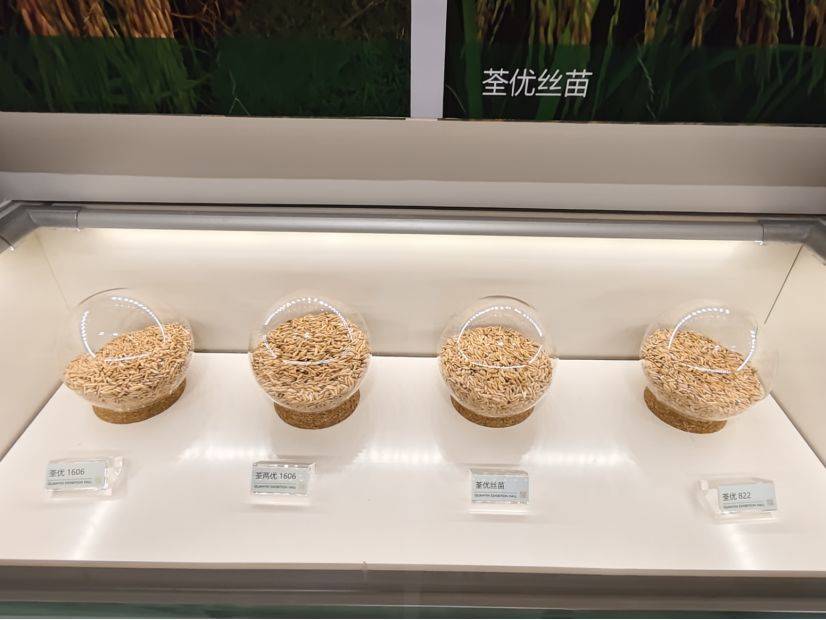 现场 | 停牌日撞上股东会,荃银高科回应超3.5亿元玉米存货减值与同业竞争核心议题