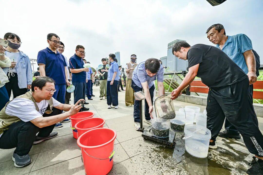 增殖放流修复北运河生态,以鱼净水灭蚊擦亮滨水游园底色