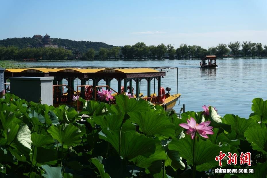北京: 颐和园荷花进入盛花期 画舫泛舟引游客赏夏日湖景