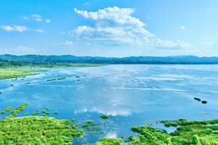 贵州毕节：百年夫妻古树迎客来 高原湿地绘就盛夏清凉画卷