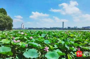 为一片荷,赴一座城!江苏这两地凭什么成为“慢充”顶流?