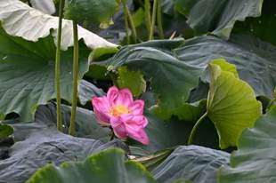 鹤庆水乡花海盛放，约上小伙伴划船赏花、逛吃市集啦！
