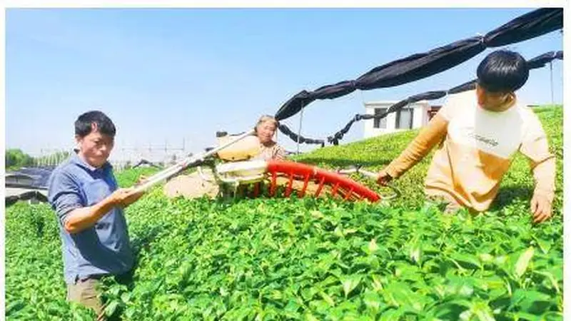 为传统茶产业延链补链 新茶饮激发黔茶新活力