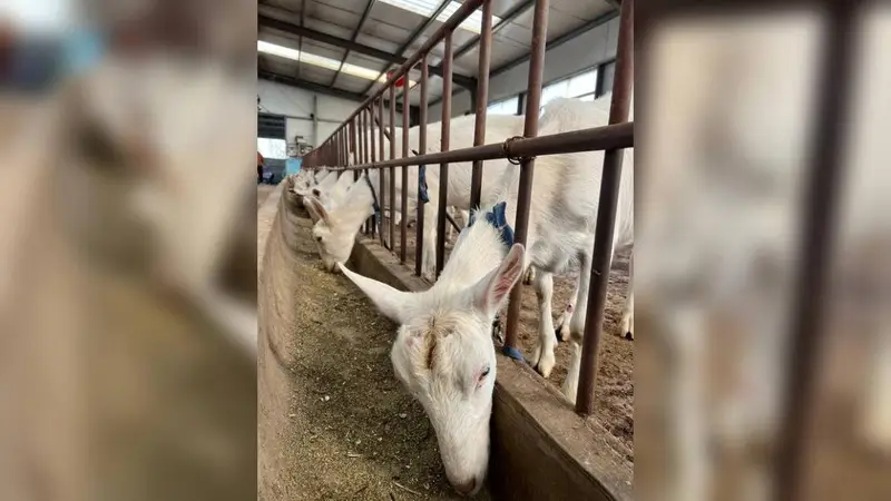 消费者关心羊奶膻味：真正要看的是奶源和保存