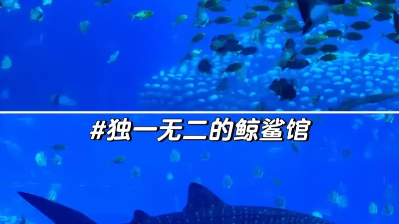 2026甄选清远专业的周边海岛游服务公司选择标准