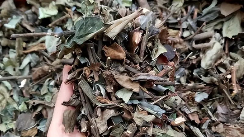 农村这种长得像“眼珠子”的野果，小时侯常吃的零食，你还记得吗