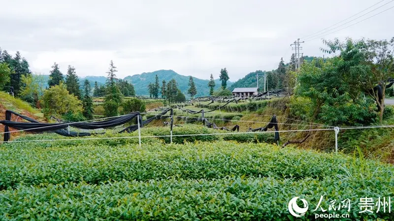 行进中国｜贵州铜仁：一叶抹茶 香飘世界