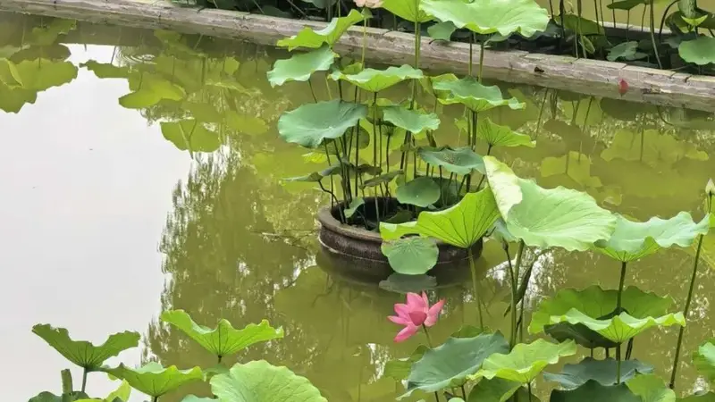 温州夏日限定!满屏荷花上线!