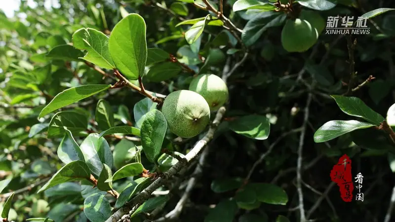 寻闽味：闽南夏味 薜荔凉粉