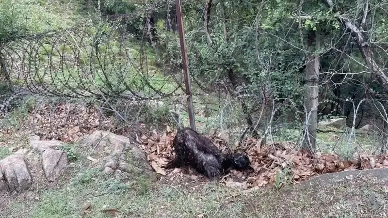 刀片网围泰山,暴露了自然投资的大问题
