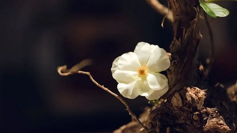 夜读 | 我没活成你想要的样子,但这样也挺好