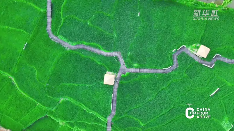 瞰中国|福建:青穗垂田 稻香漫野