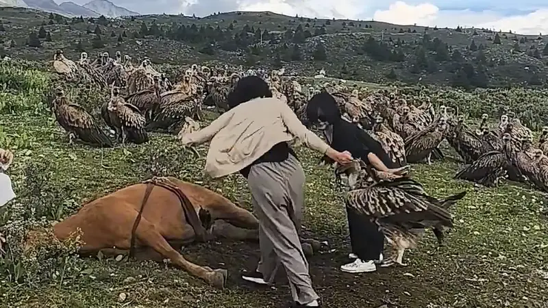 光明日报:阻止高山兀鹫吃马尸?完全没道理