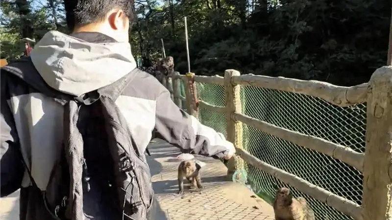 拿着假蛇登山成峨眉山“防猴神器”？景区回应：猴子天生怕蛇，但不建议模仿