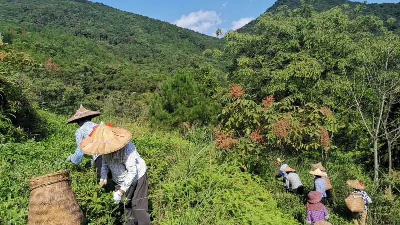 老茶中的茶多酚有什么不一样？