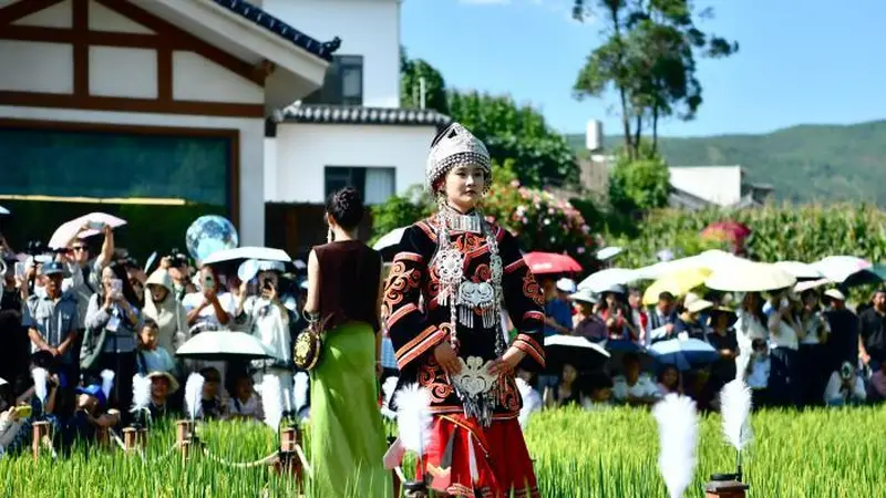 四川会东：挑花刺绣亮相稻田T台