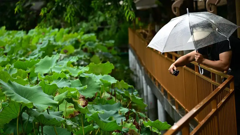 成都荷花季尾声“花期经济”余热未散:雨景、残荷等新观赏内容持续释放活力