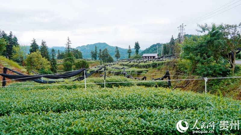行进中国|贵州铜仁:一叶抹茶 香飘世界