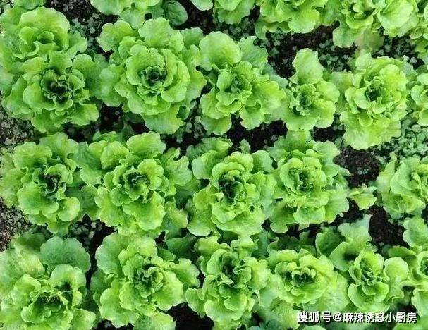 鱼头豆腐汤,营养又补钙!大厨教你最正宗的做法,保证汤鲜味美