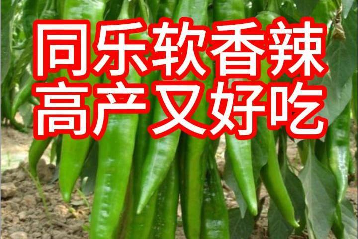 软香辣尖椒软皮椒种子