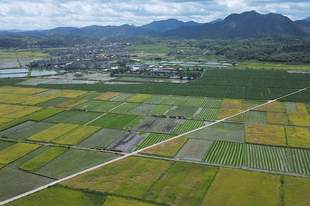 虚报水稻种植面积 农业局不怕卫星揭穿?