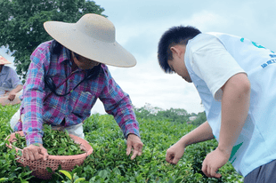 观田间采茶劳作,探产销完整茶链|我院 “笃志向善” 突击队深入茶乡全产业链调研