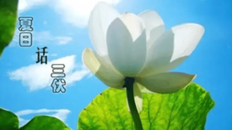 快入伏了，要多吃碱性菜！分享8道碱性凉拌菜做法，清热去燥安稳入伏！