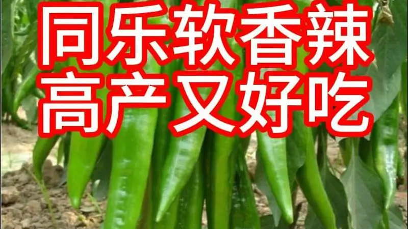 软香辣尖椒软皮椒种子