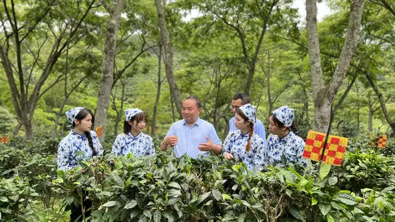 理论创新赋能茶产业｜罗大友《搭建“四茶体系” 推动茶产业高质量发展》刊发《中国企业报》