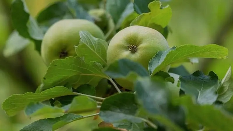 楼下早餐摊那声不加香菜,成了每天最稳的踏实