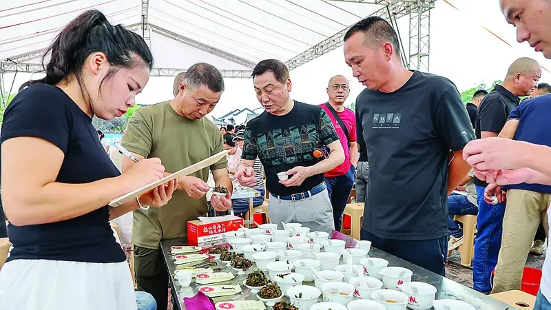 武夷山:卸掉“炭火妆” 好茶“素颜”见人
