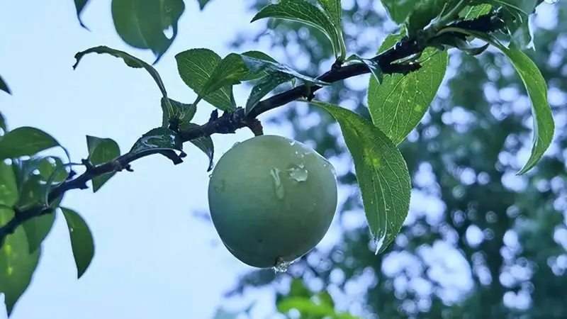 今日“出梅”,记住:1不睡,2多吃,3不做,4忌口,别大意了!