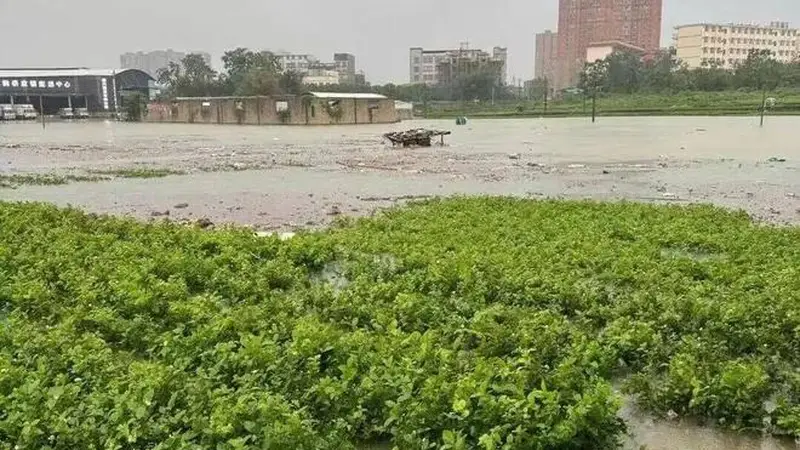 广西洪水之下,“中国茉莉之乡”遭遇灭顶之灾