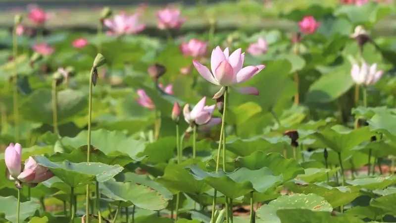 打卡赏荷!不妨来这里!