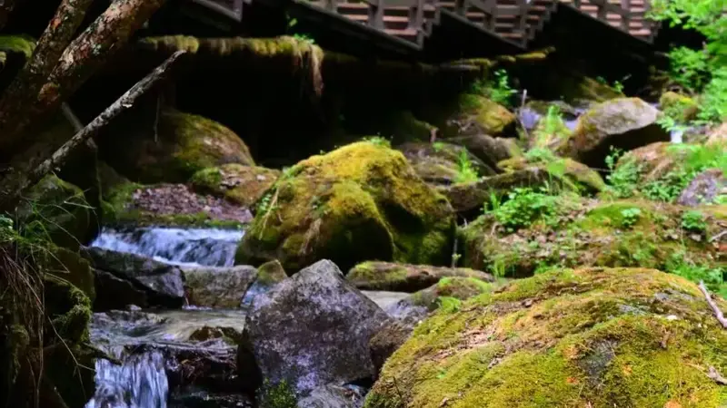 清河妈妈顶、雪乡原始林、威虎山九寨等景区7月16日起恢复开园
