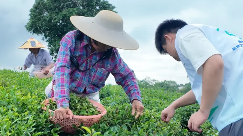 观田间采茶劳作,探产销完整茶链|我院 “笃志向善” 突击队深入茶乡全产业链调研