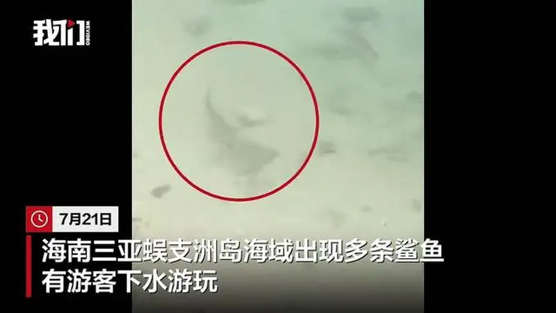 三亚蜈支洲岛海域出现多条鲨鱼，景区：系黑鳍鲨，对人没有攻击性